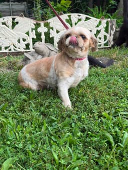 Casey image 1