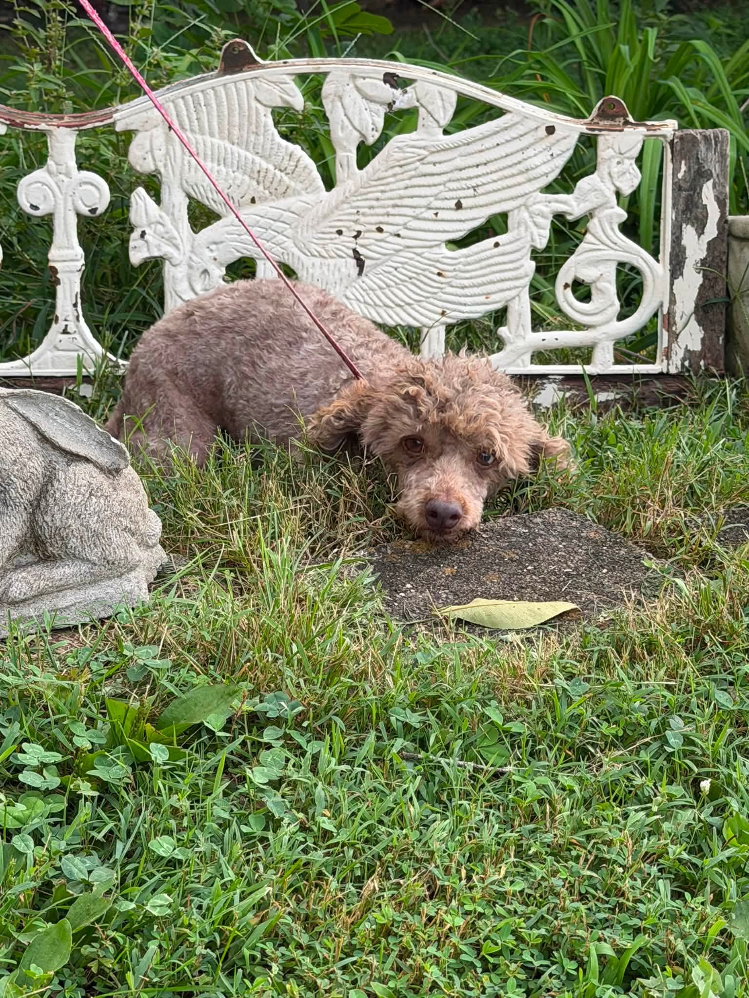 Charlie - Poodle (Miniature)