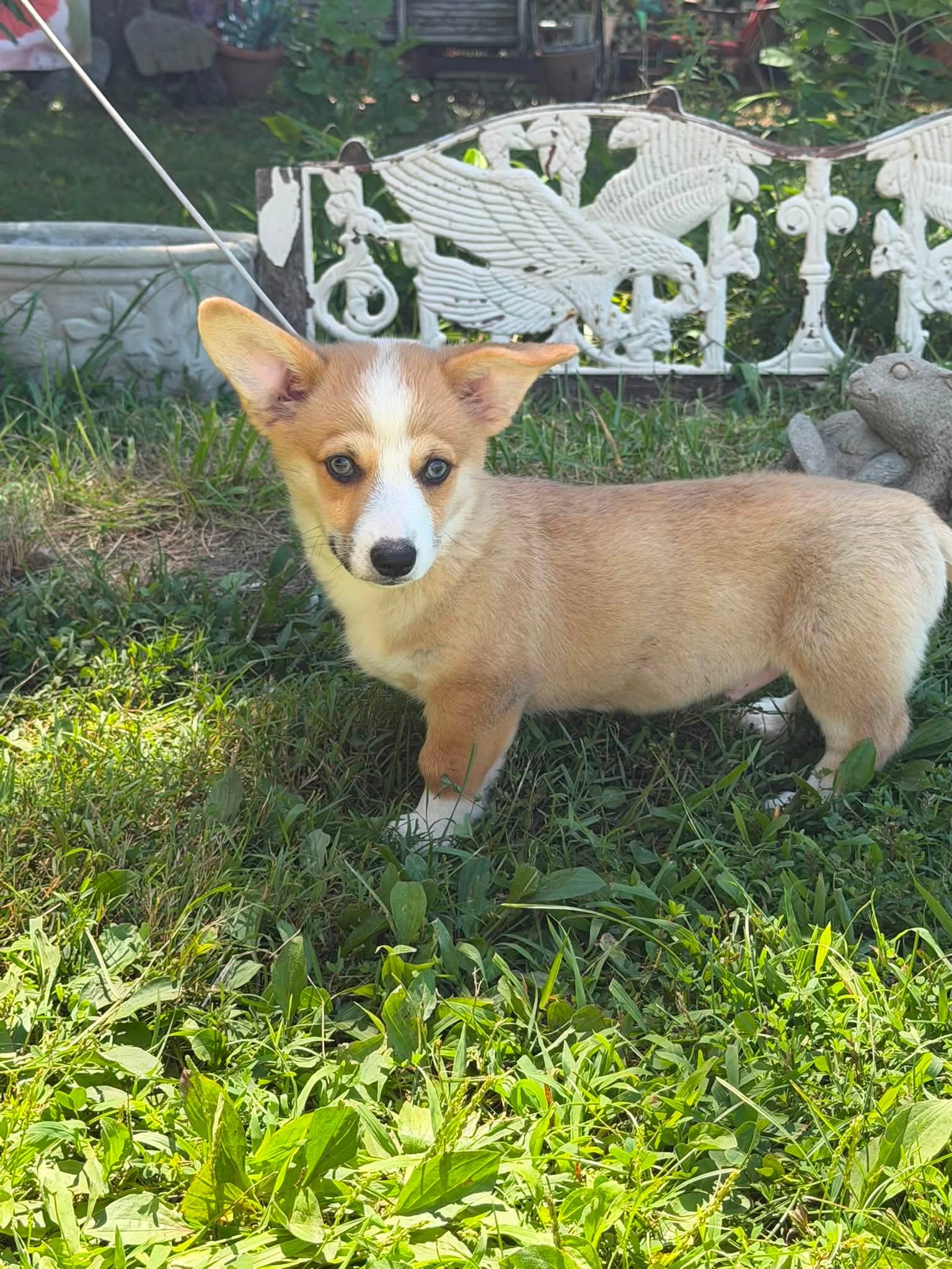 Axel - Corgi