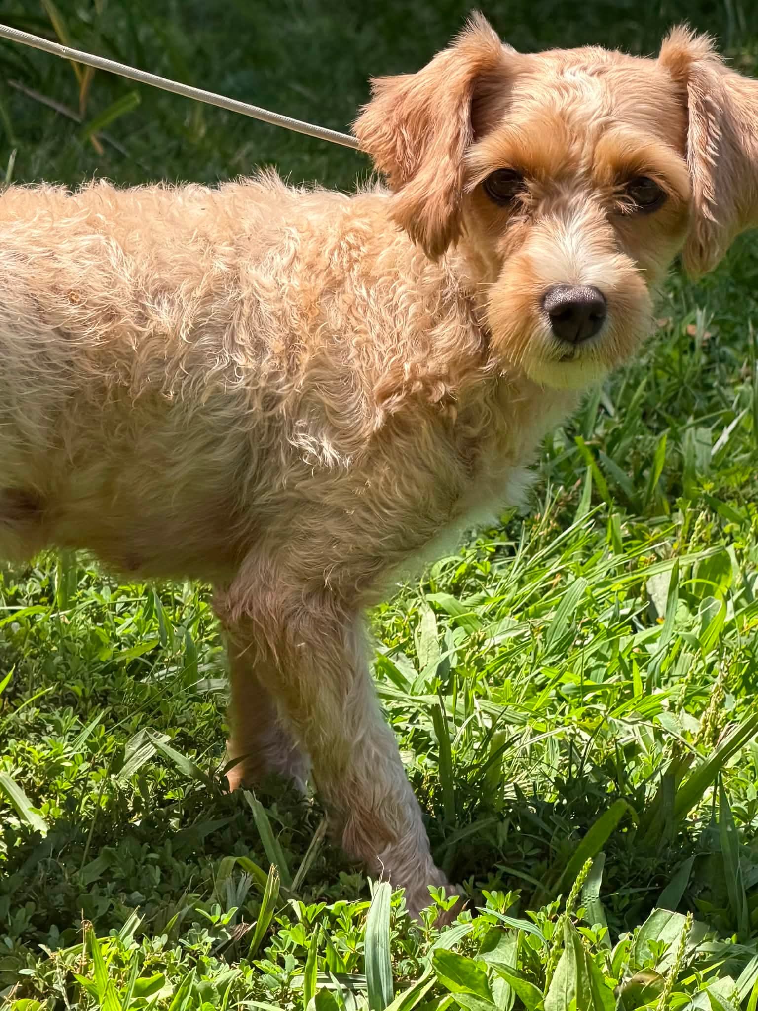 Bunnie - Poodle (Miniature)