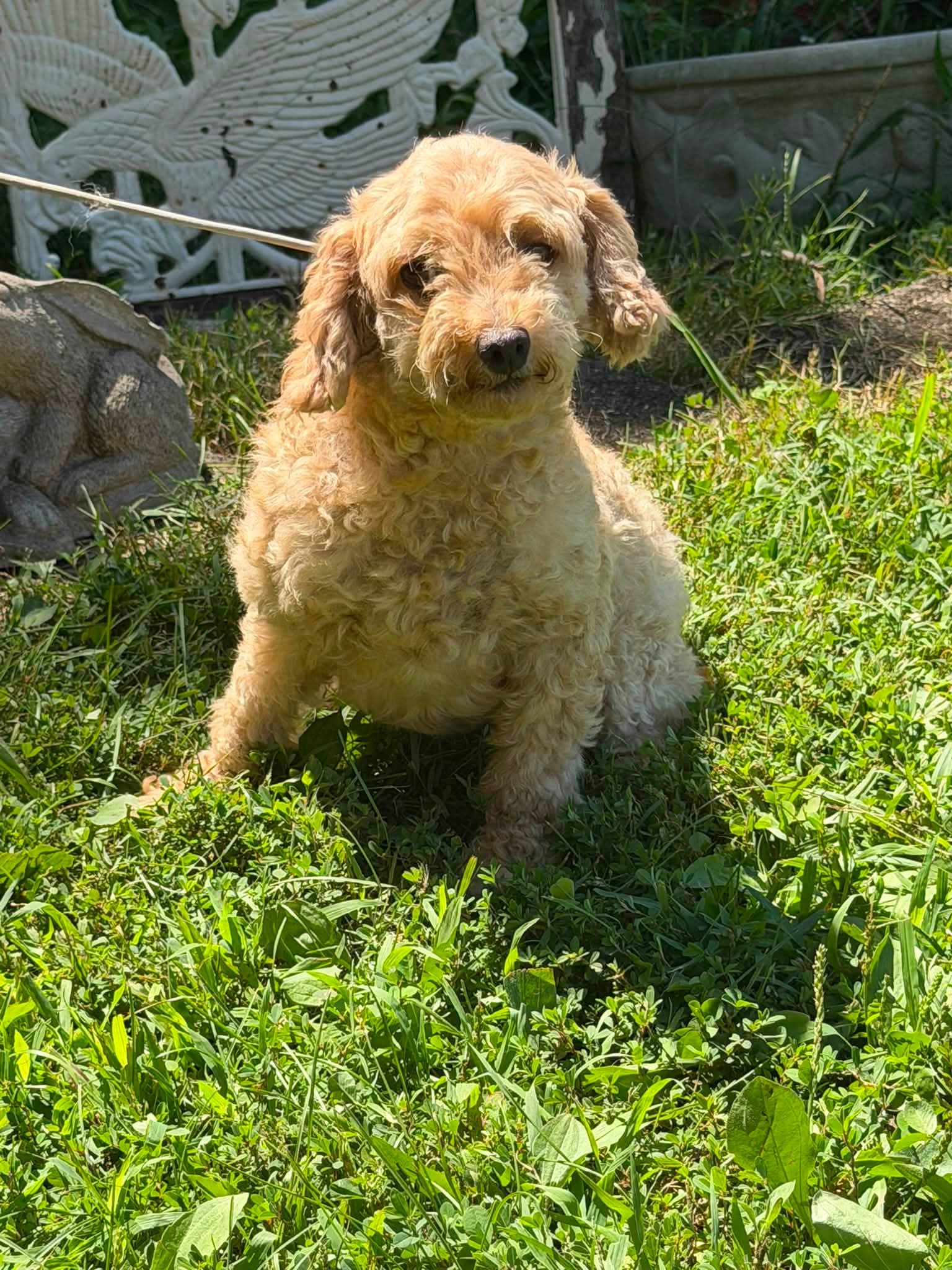 Buttons - Poodle (Miniature)