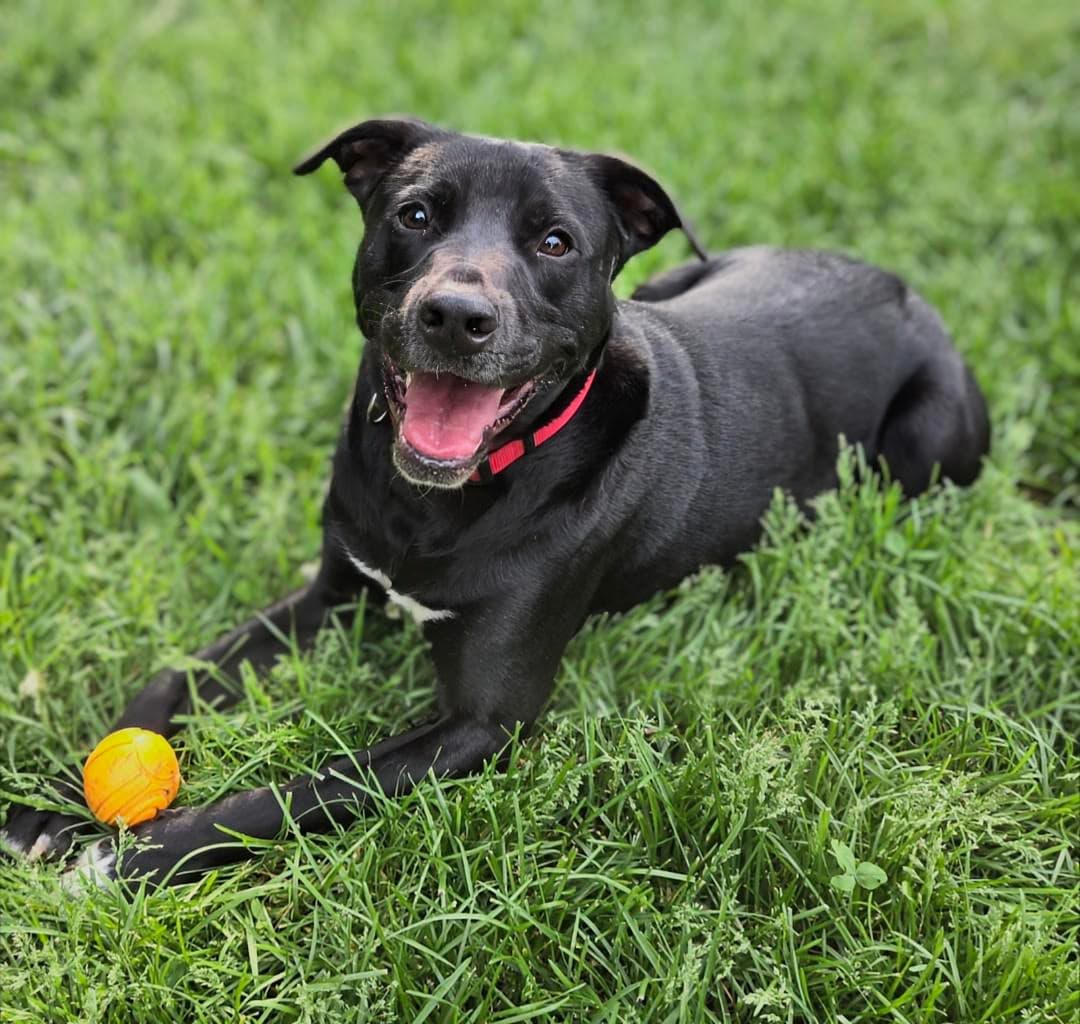 Bruce - Labrador Retriever