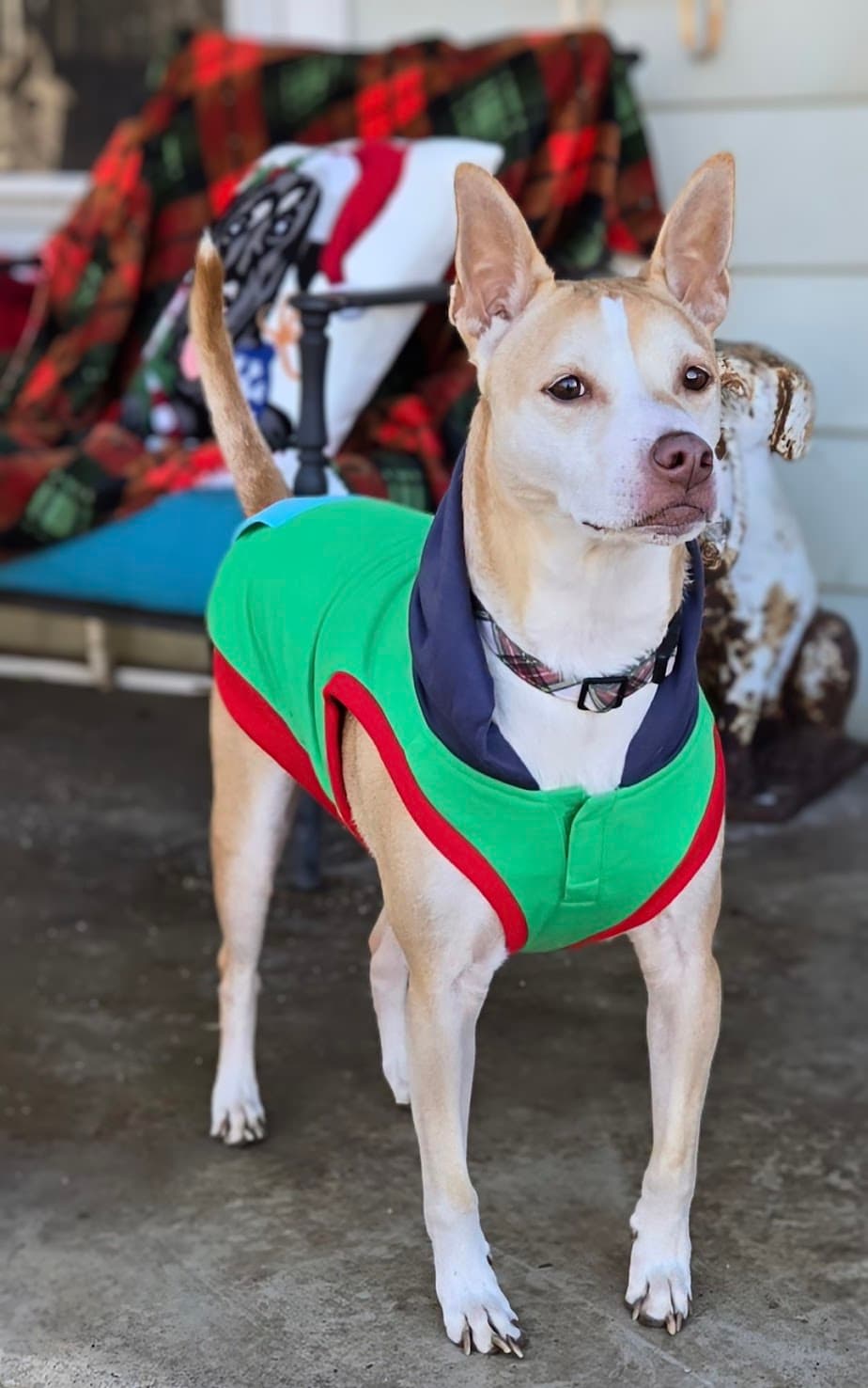 Gunnar - Terrier