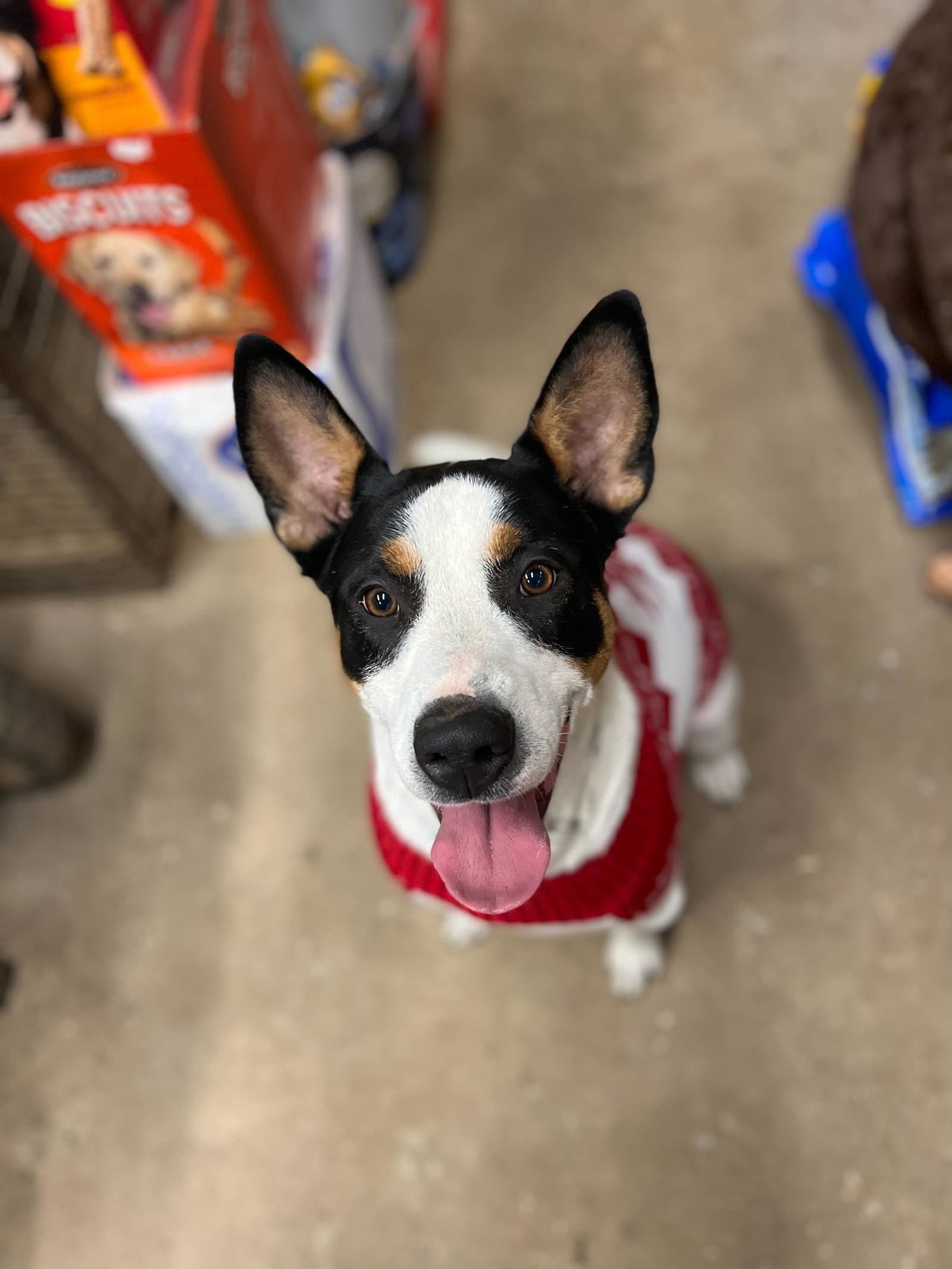 Spade - Fox Terrier