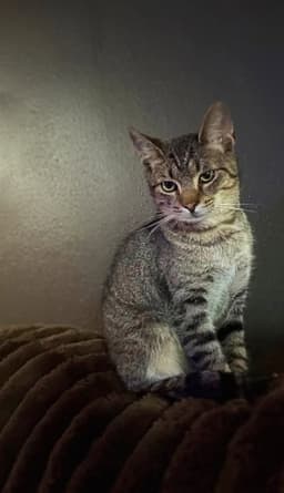 Mr Kitty image 1
