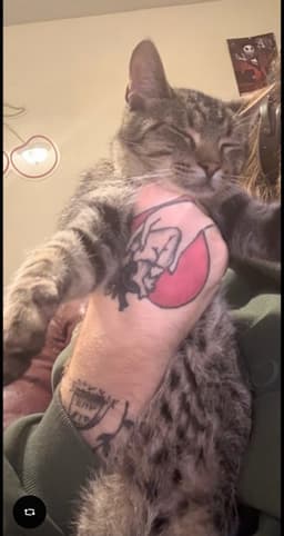 Mr Kitty image 4