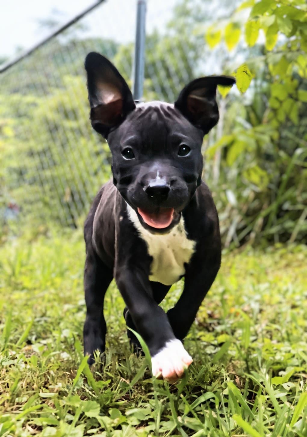 Boscoe - Up  Coming - Staffordshire Bull Terrier