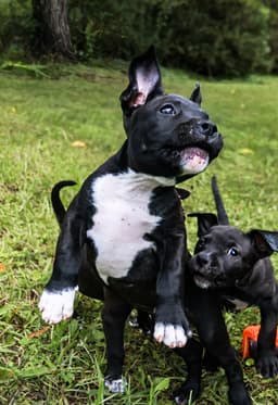Boscoe - Up  Coming image 2
