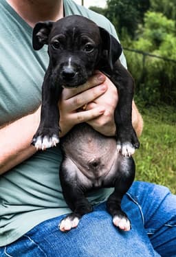 Boscoe - Up  Coming image 4