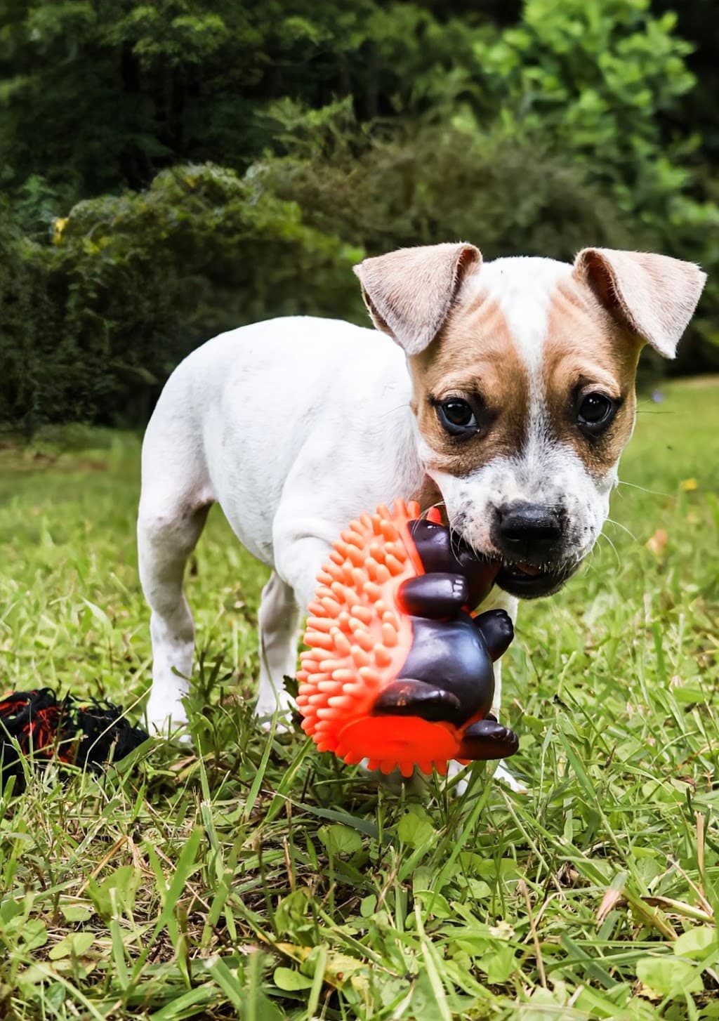Flossy - Up  Coming - Staffordshire Bull Terrier