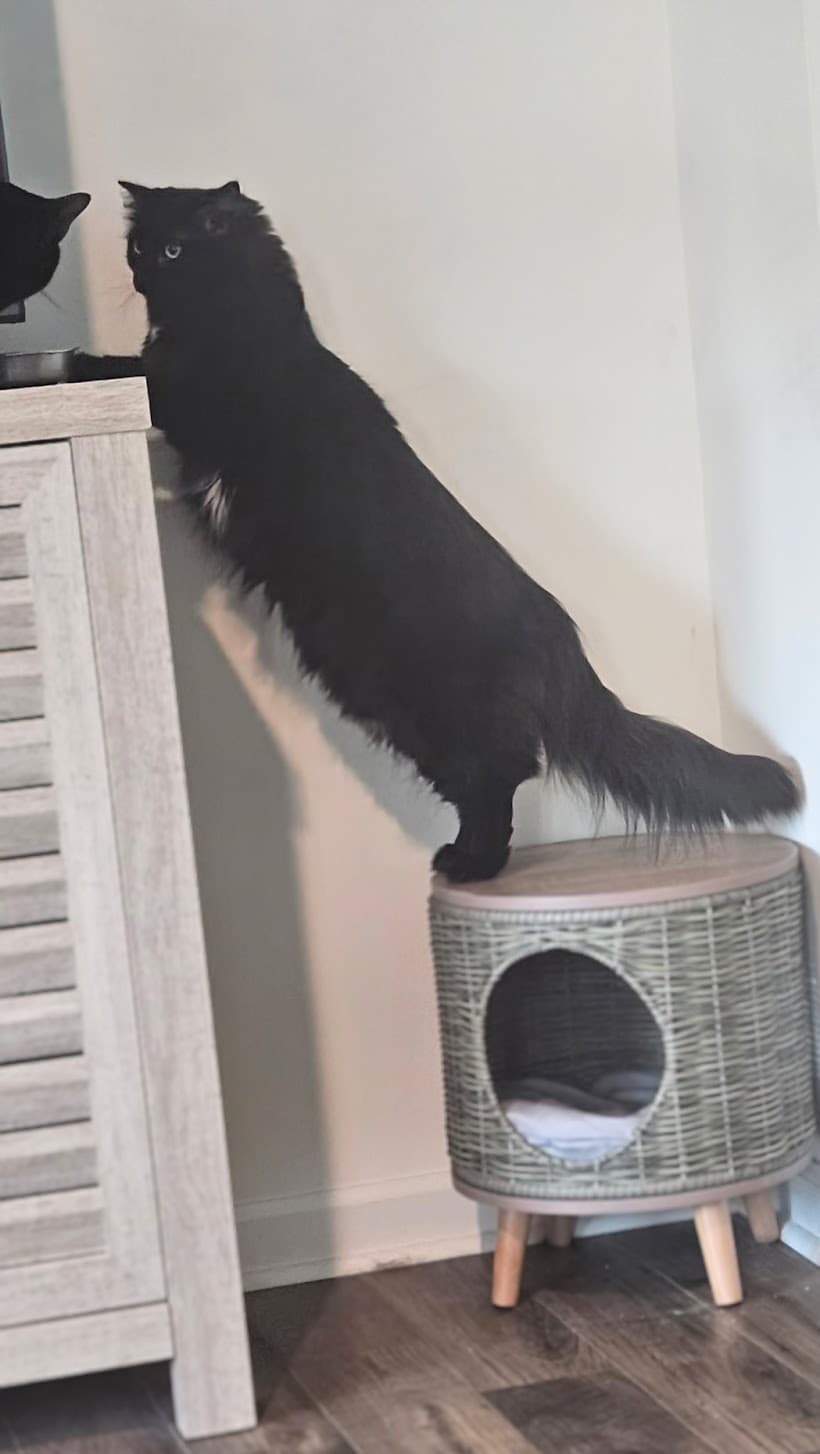 Stella  Uno - Maine Coon