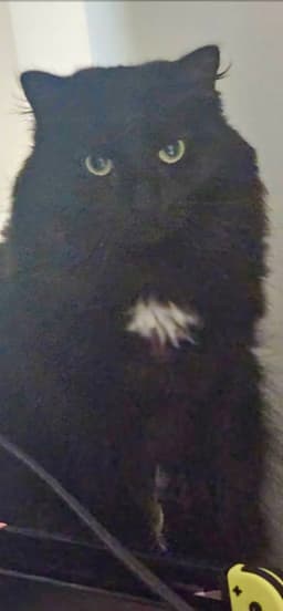 Stella  Uno image 4