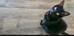Bean - image 3