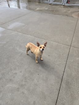 Taco image 1
