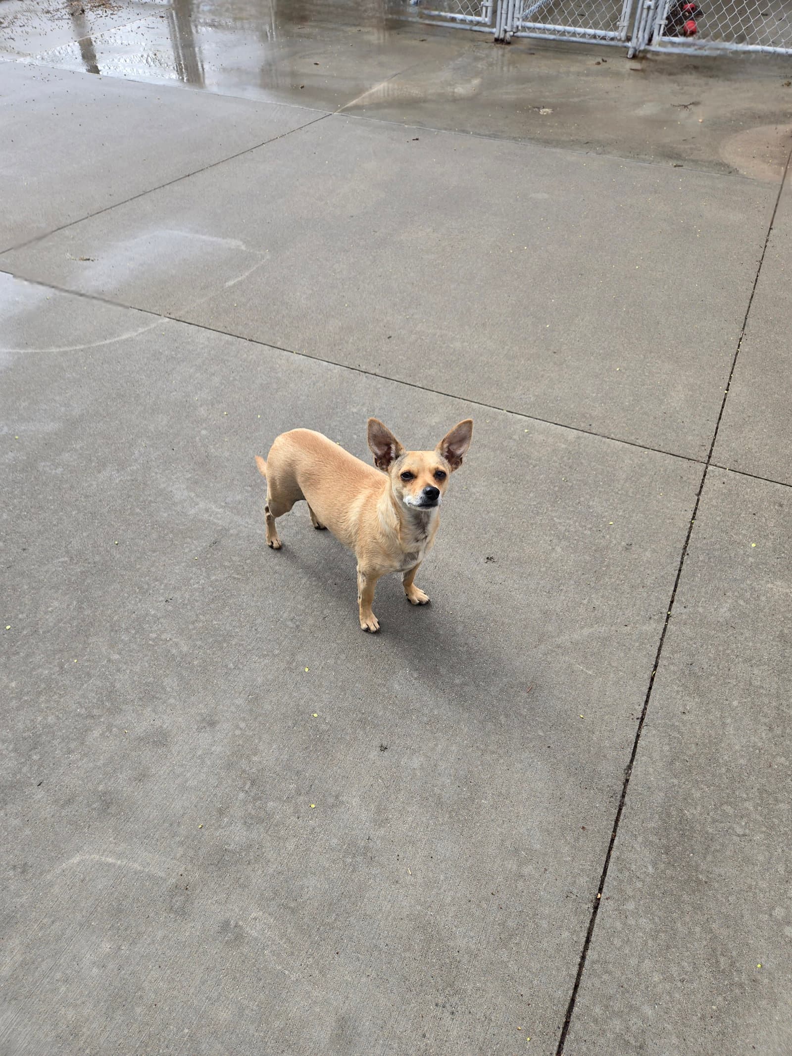 Taco - Chihuahua