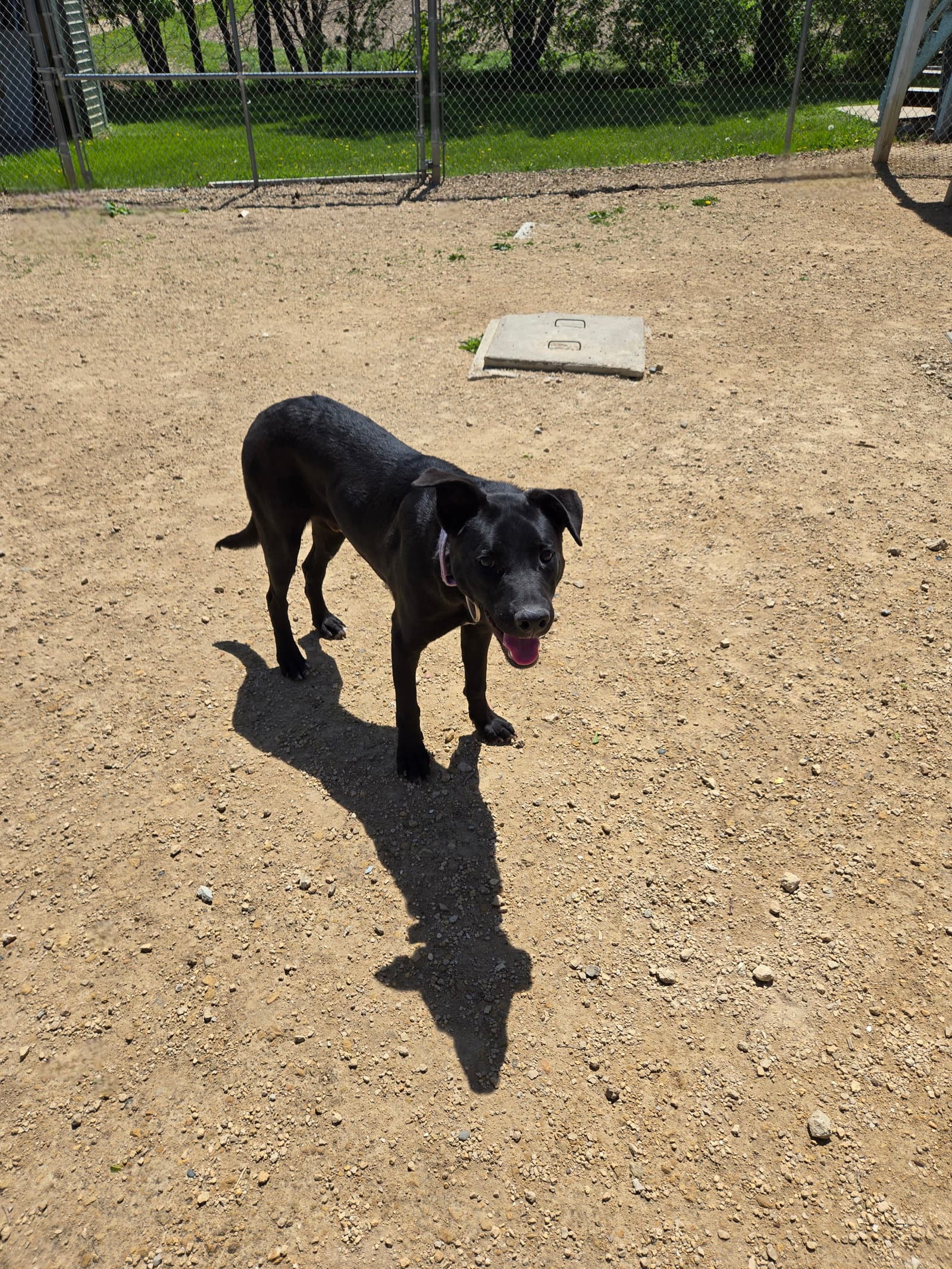 Jax - Black Labrador Retriever