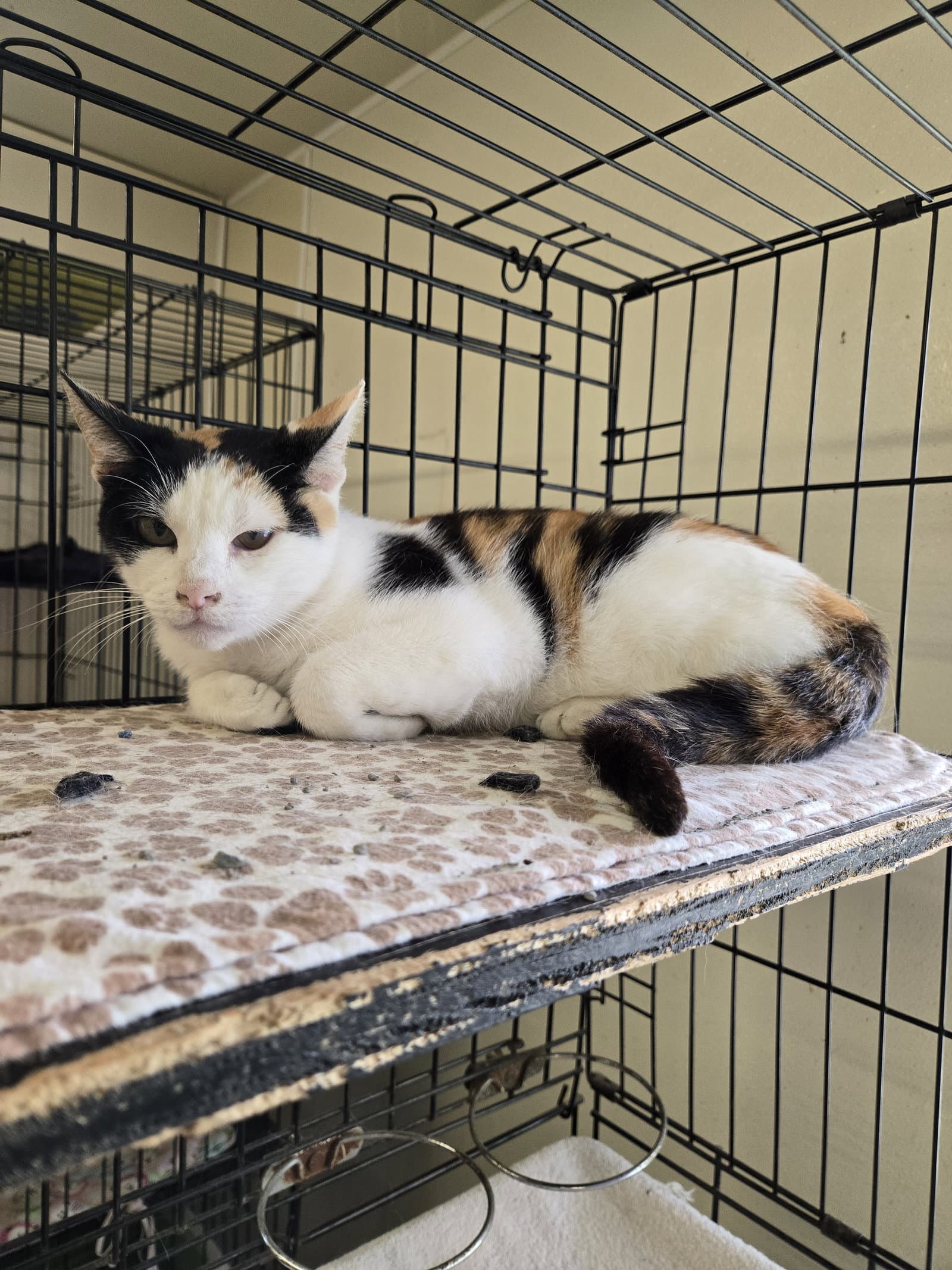 Mable - Calico
