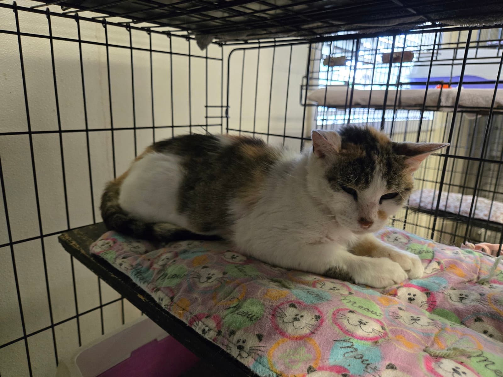 Misty - Calico