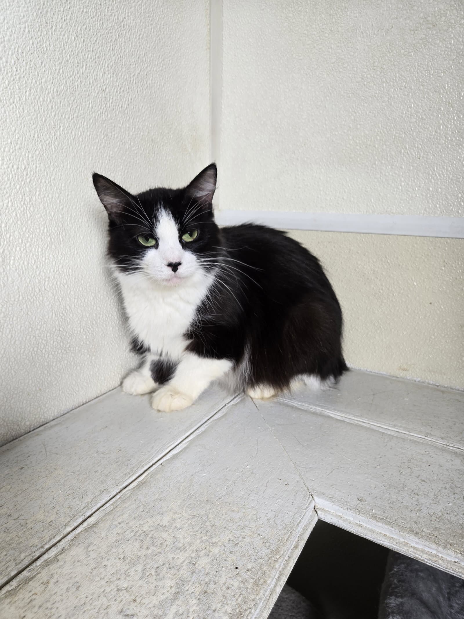 Jenna - Domestic Medium Hair