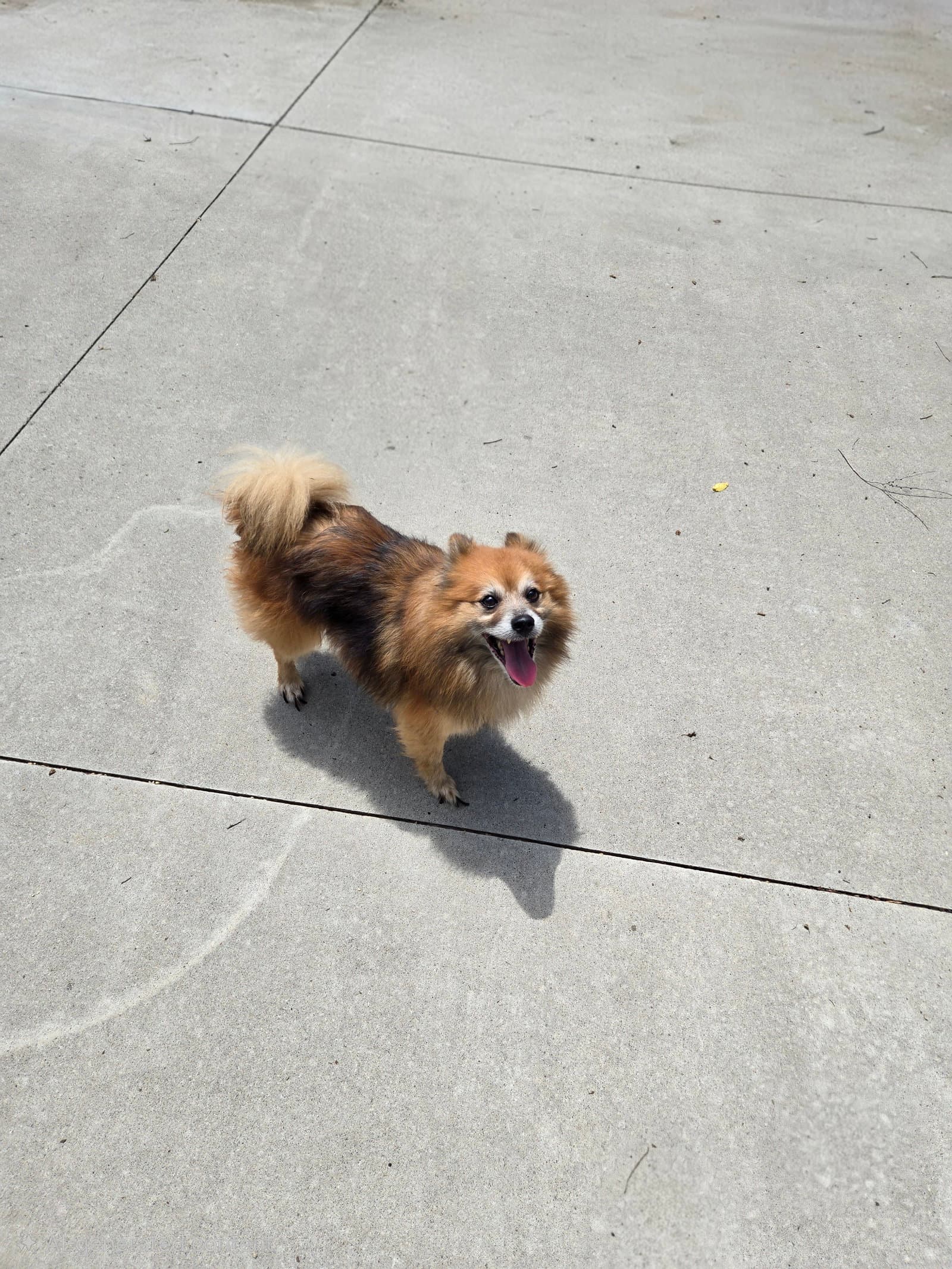 Tiki - Pomeranian