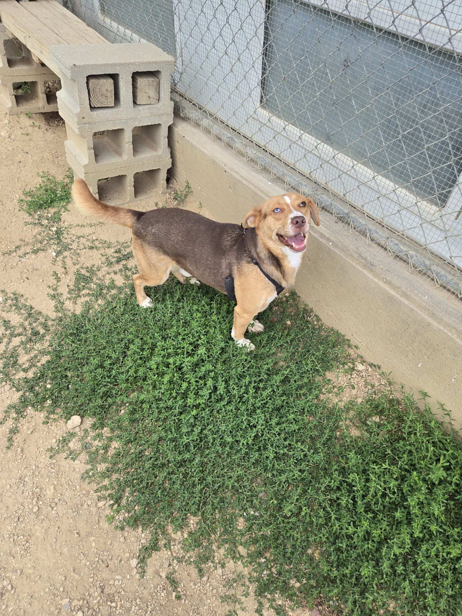 Butterscotch - Australian Shepherd