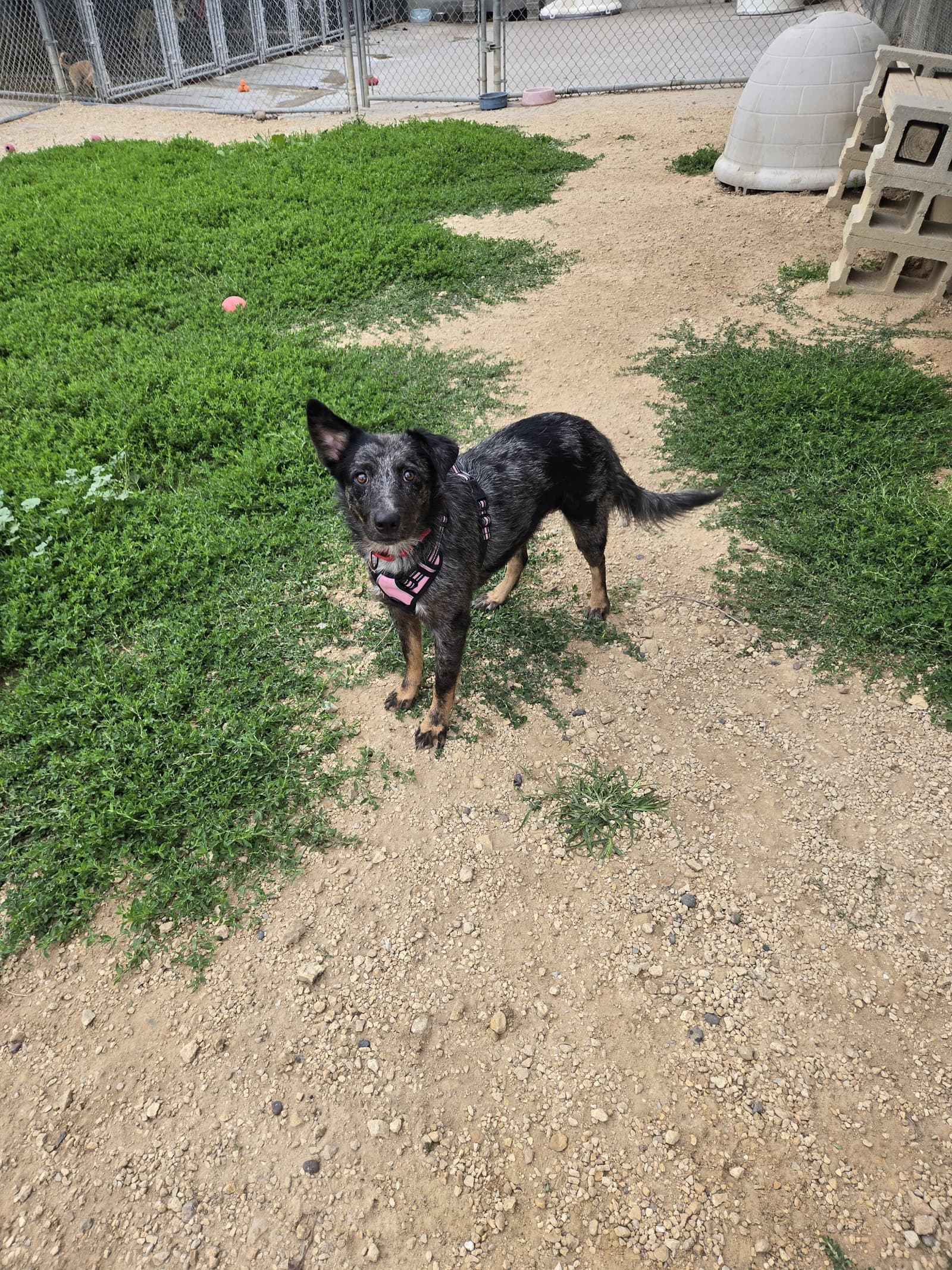 Roxy - Australian Cattle Dog/Blue Heeler