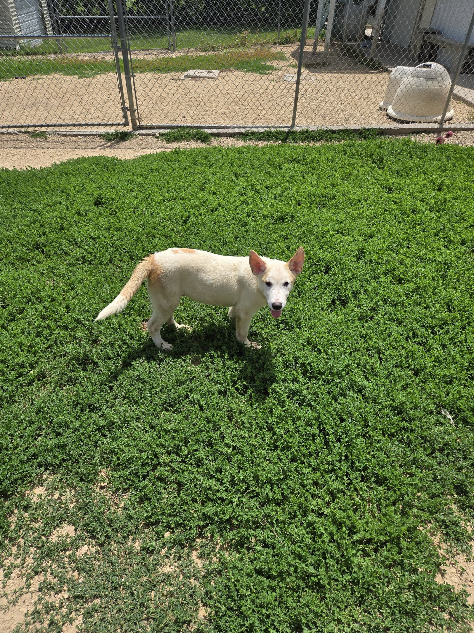 Big Boy - Husky