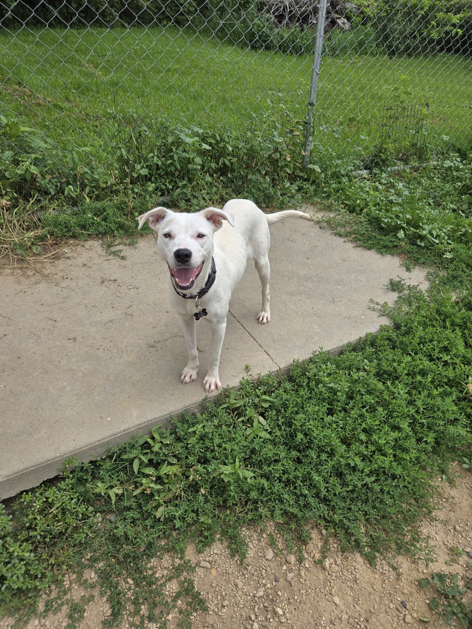 Gracie