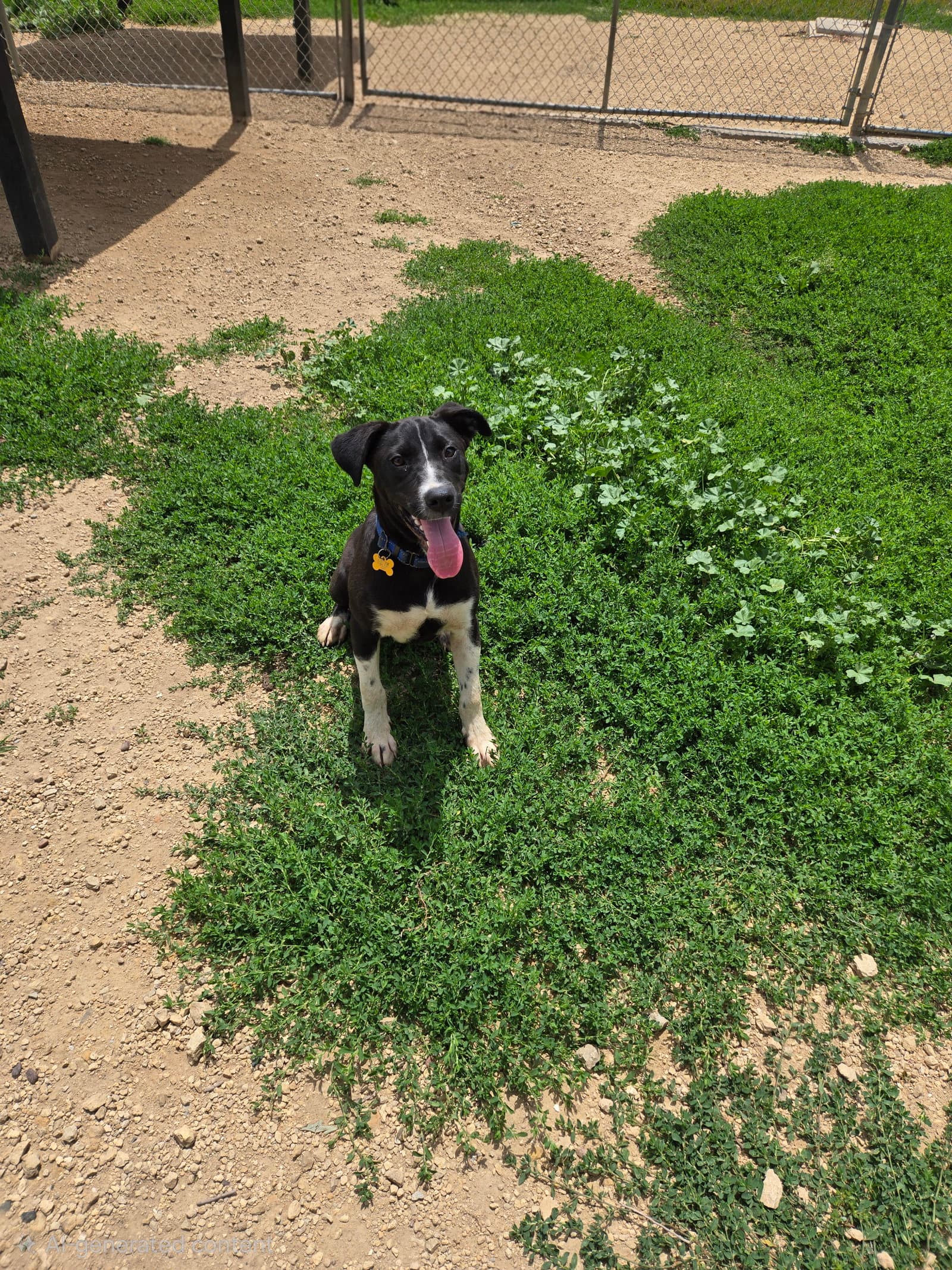 Larry - Black Labrador Retriever