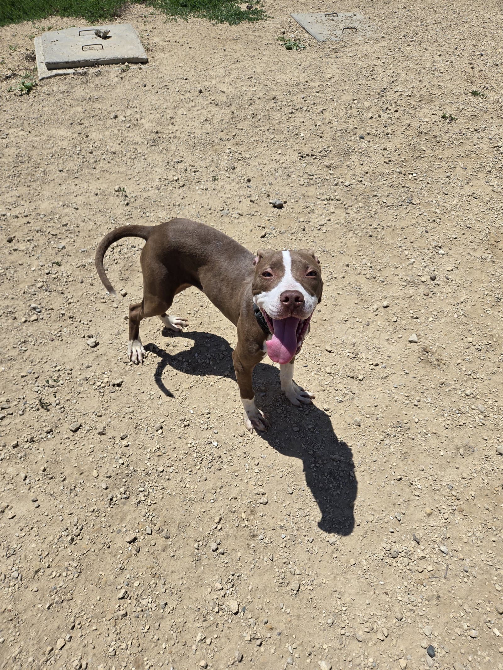 Brutus - Labrador Retriever