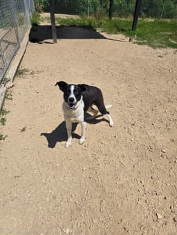 Tilly image 1