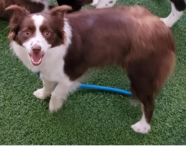 Crimson - Border Collie