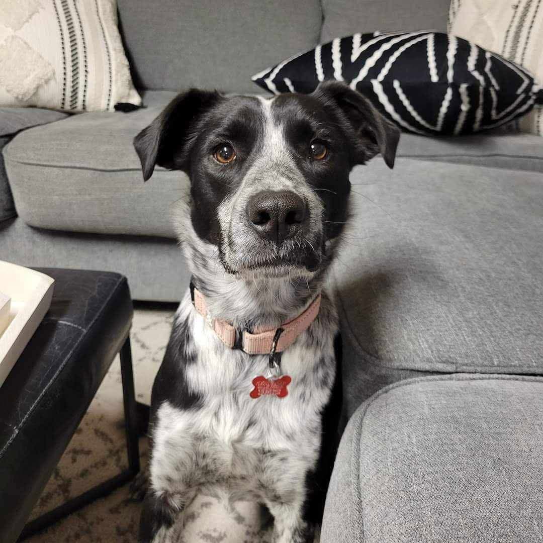 Suzi A Courtesy Listing In Manhattan Ks - Australian Cattle Dog/Blue Heeler