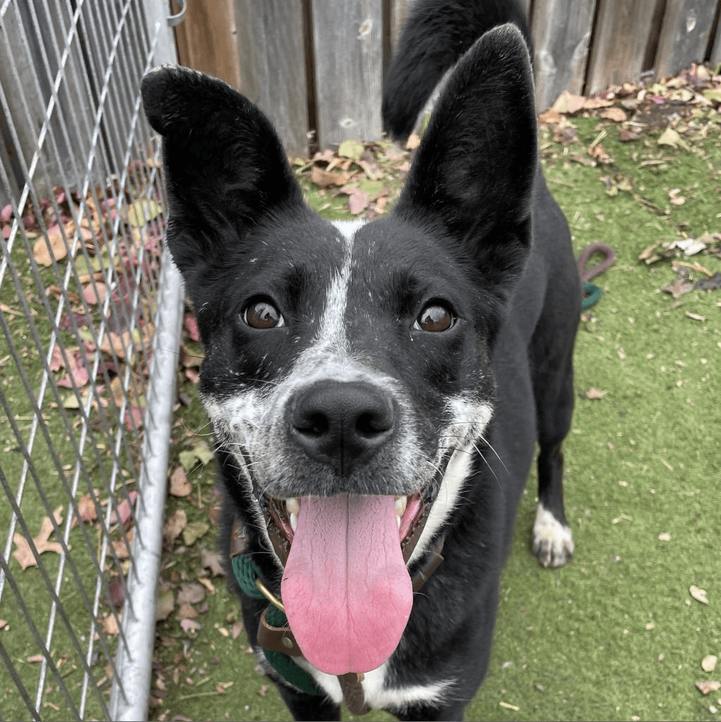 Nancy Drew A Courtesy Listing In St Louis Mo - Border Collie