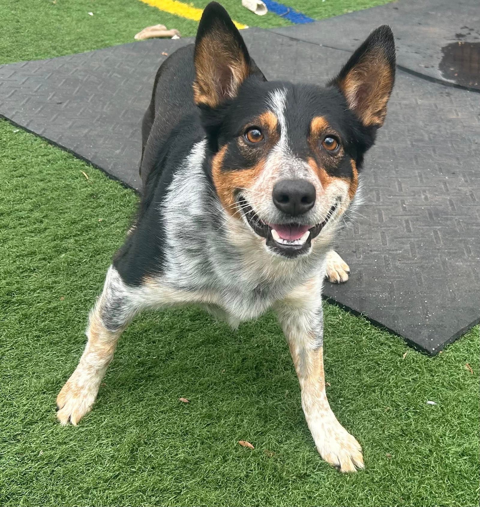 Lucky - Australian Cattle Dog/Blue Heeler