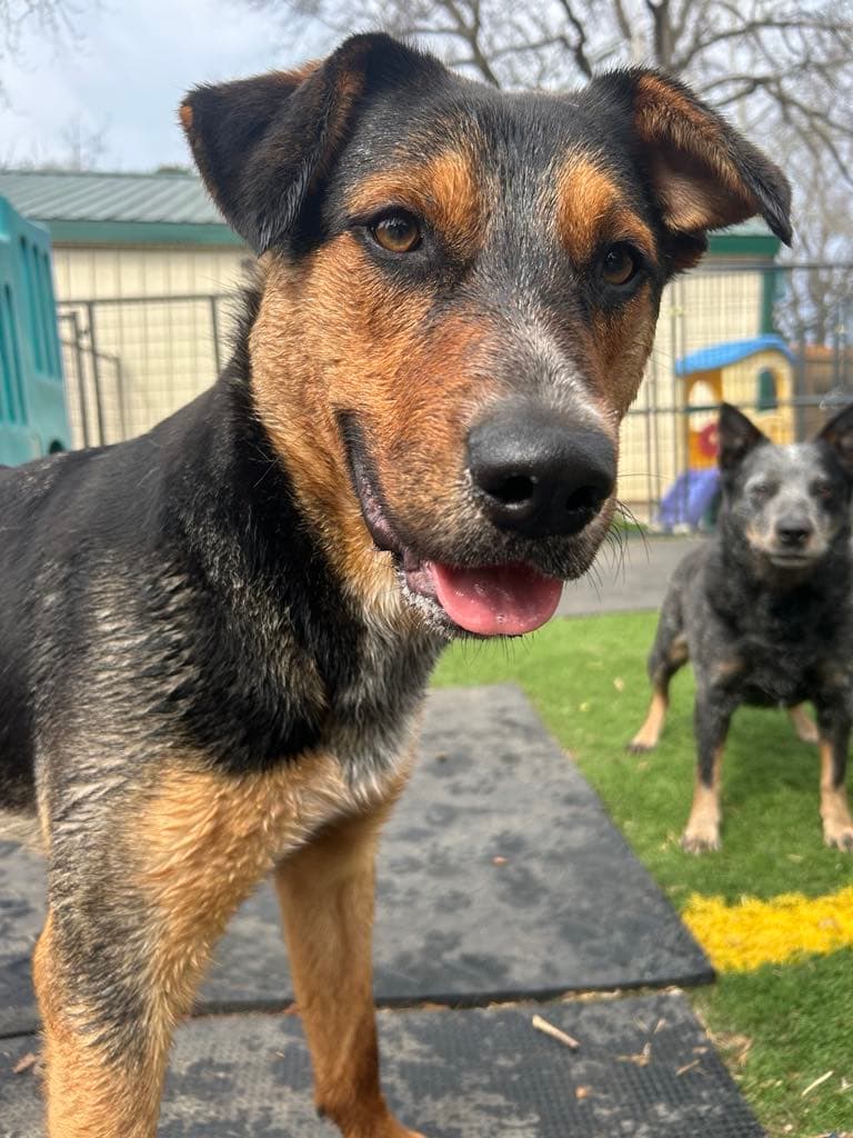 Rambo - Australian Cattle Dog/Blue Heeler