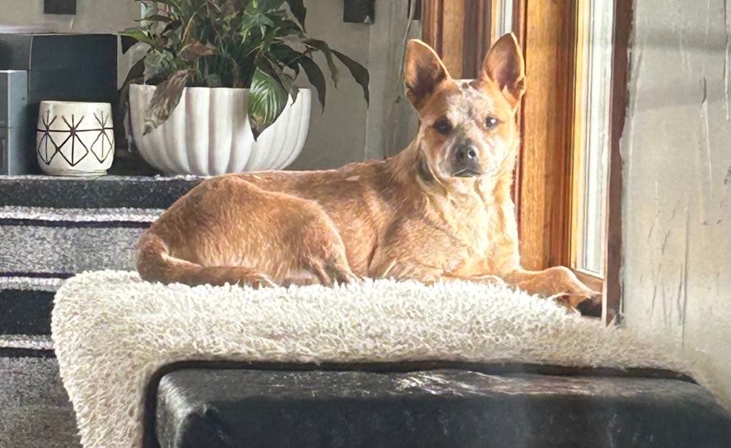 Louise - Australian Cattle Dog/Blue Heeler