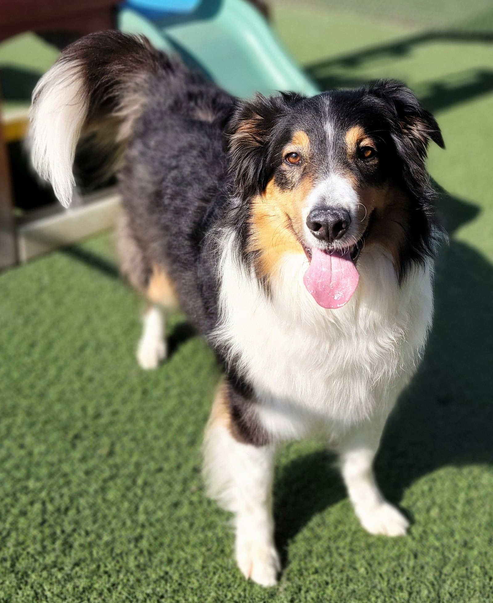 Sawyer - Border Collie