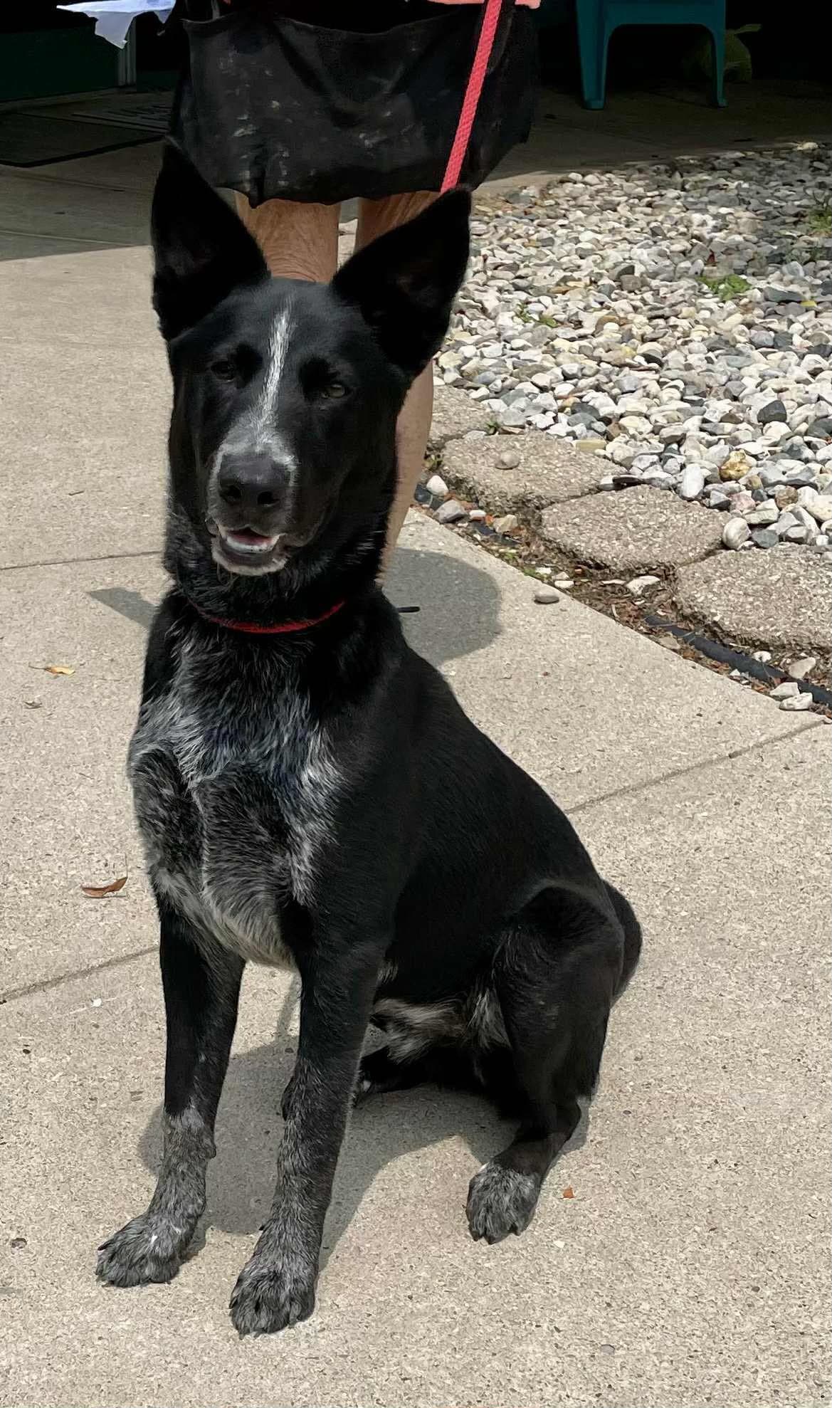 Louie - Border Collie