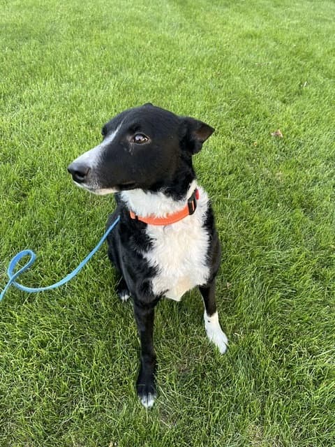 Jesse A Courtesy Listing In Northern Il - Border Collie