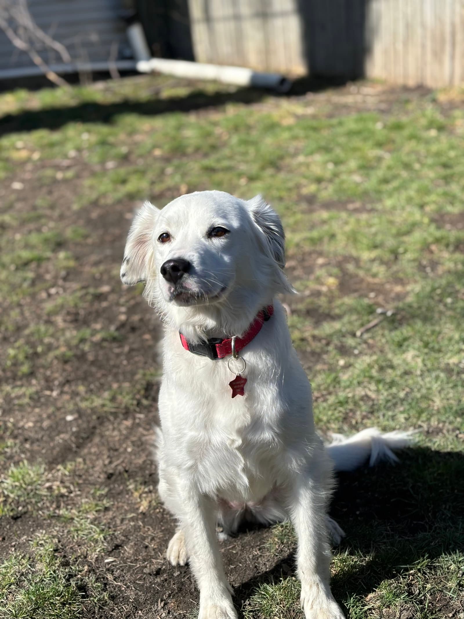 Lady A Courtesy Listing In Oak Park Il - Border Collie