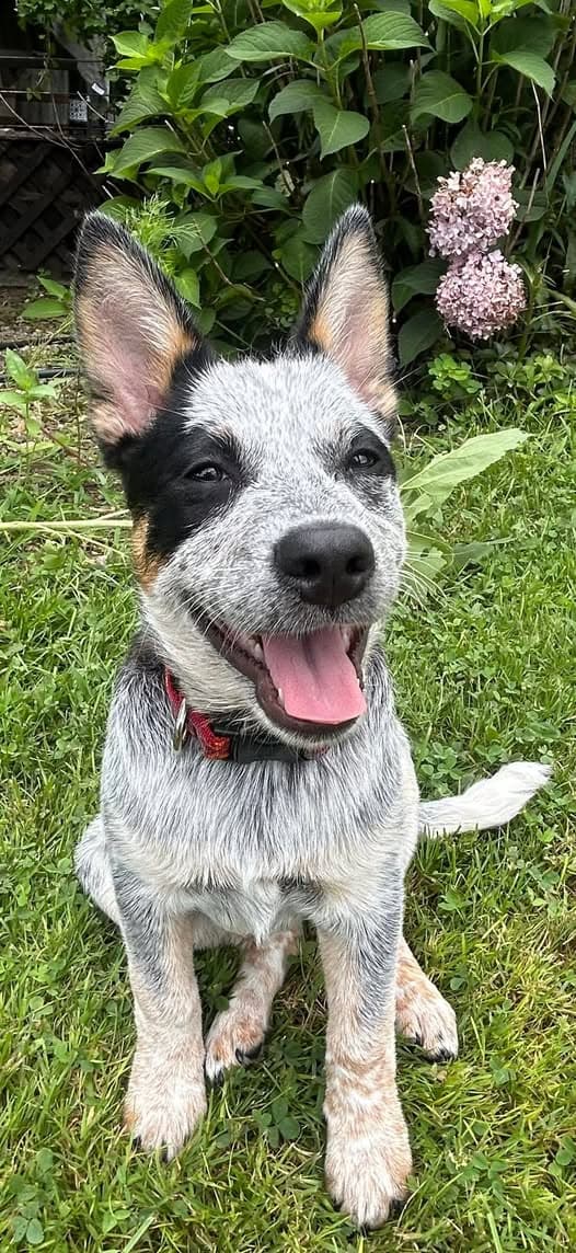 Sheila - Australian Cattle Dog/Blue Heeler