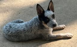 Sheila image 3