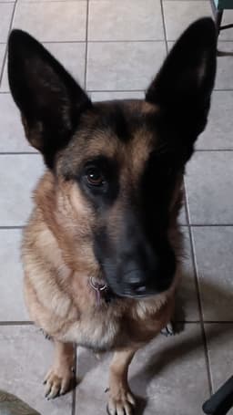 Trixie image 3