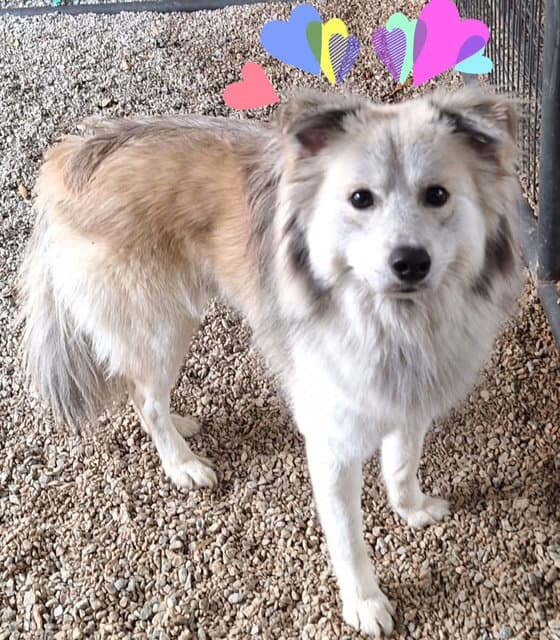 Klaus - Australian Shepherd
