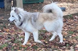 Klaus image 3