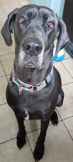 Gracie image 1