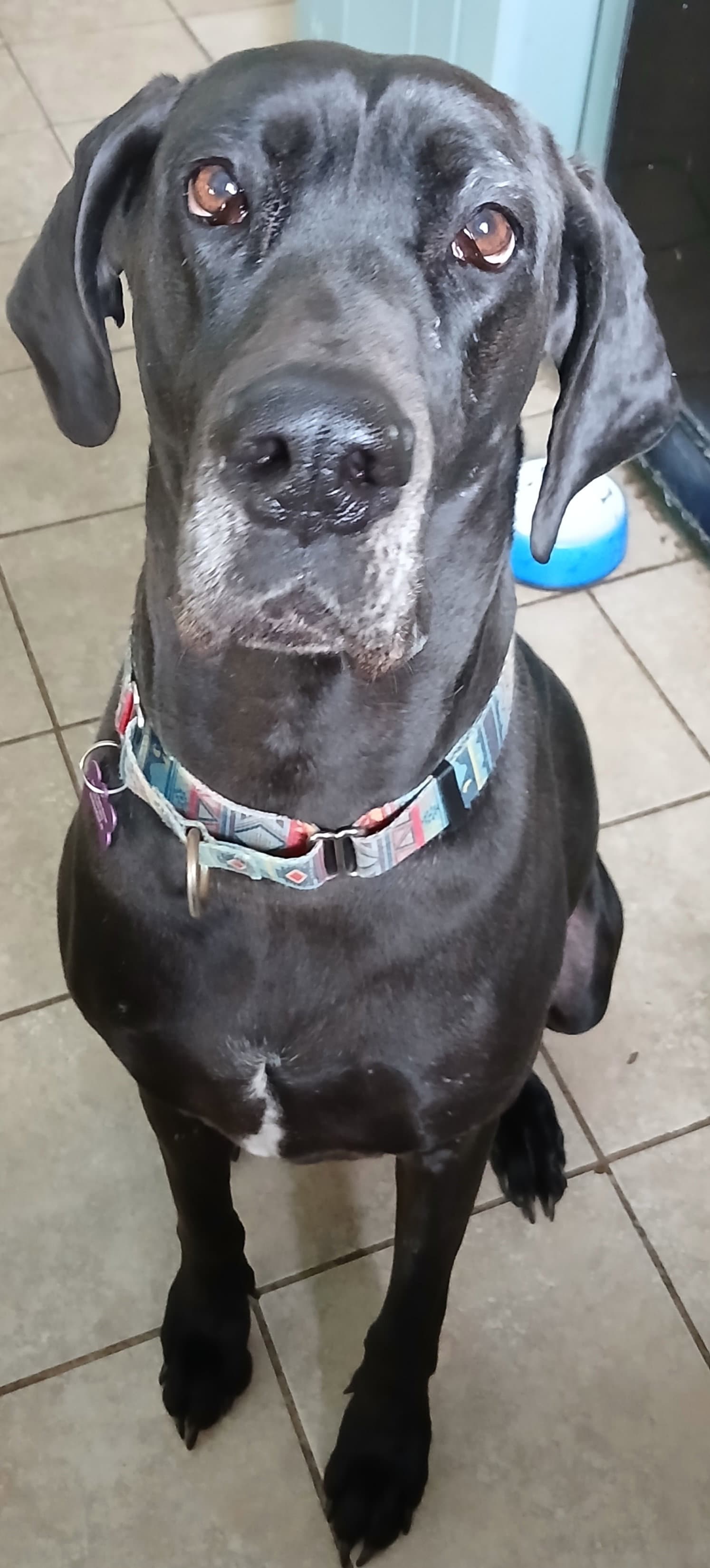 Gracie - Great Dane