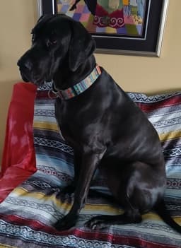 Gracie image 2