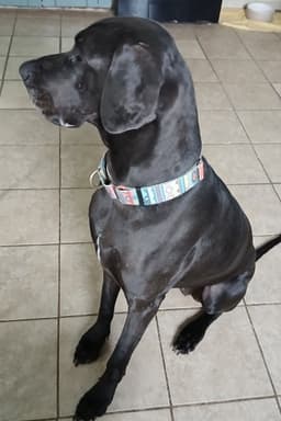 Gracie image 3